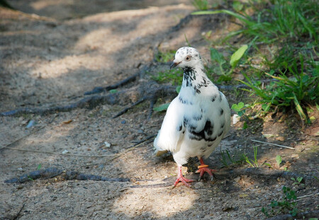 Окольцевали :)