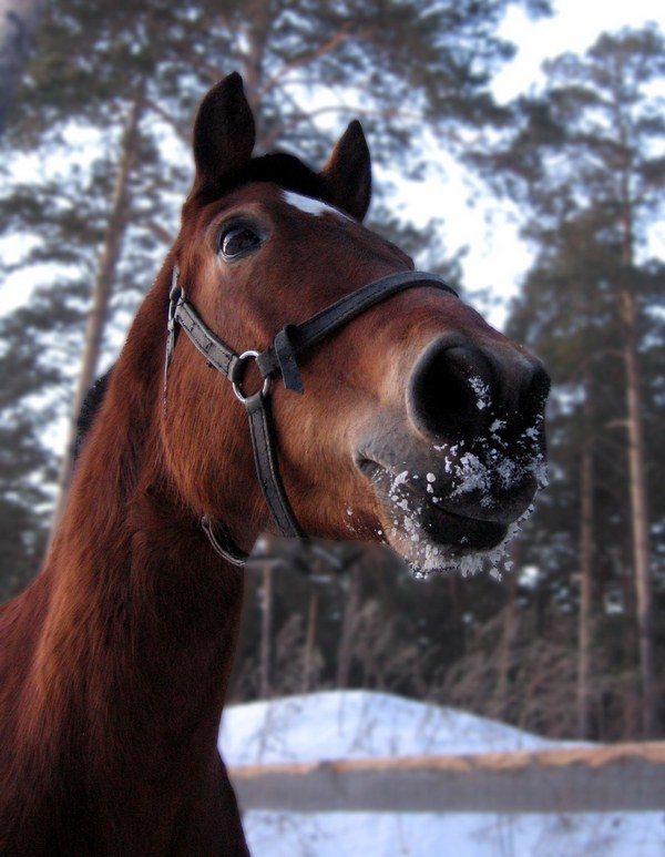 Вега