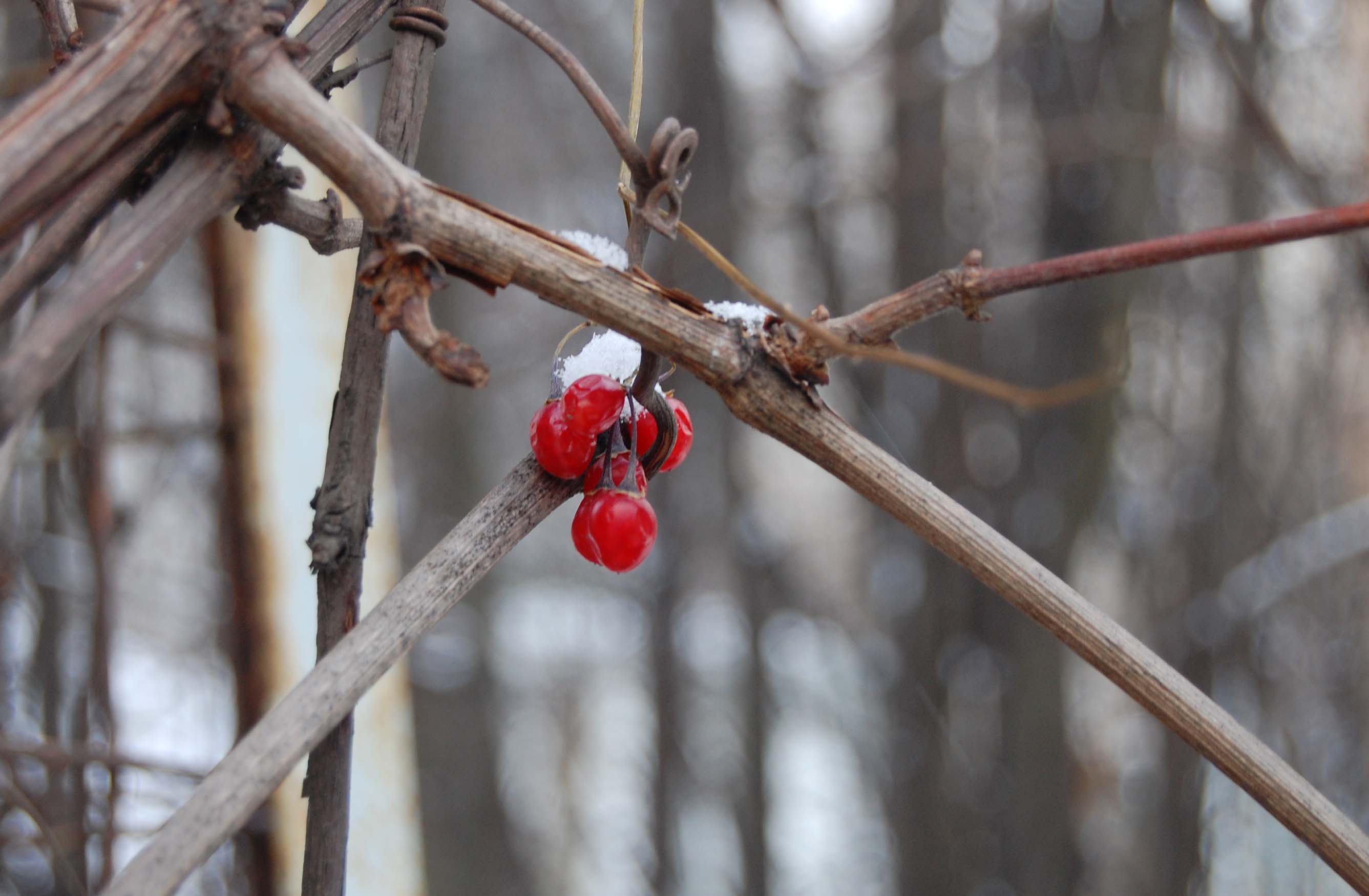 Сердцевина