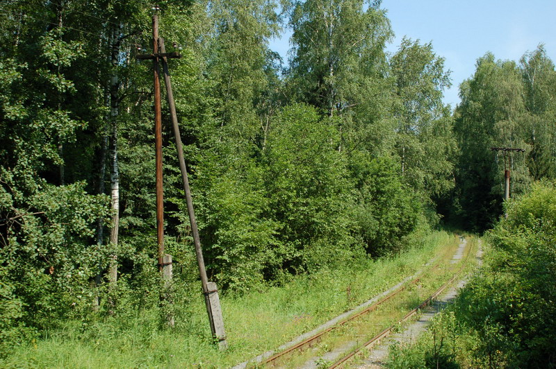 Старая ветка..