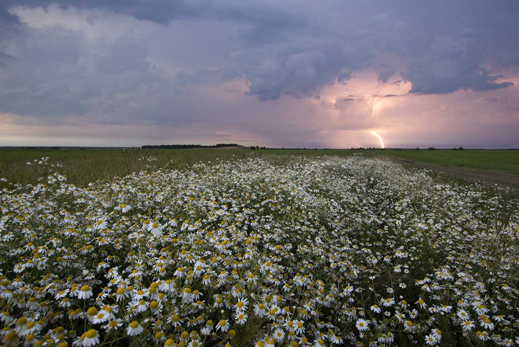 Ромашки