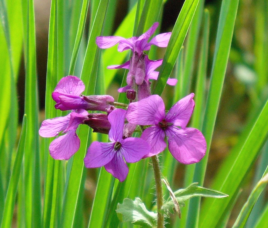 Лунария.