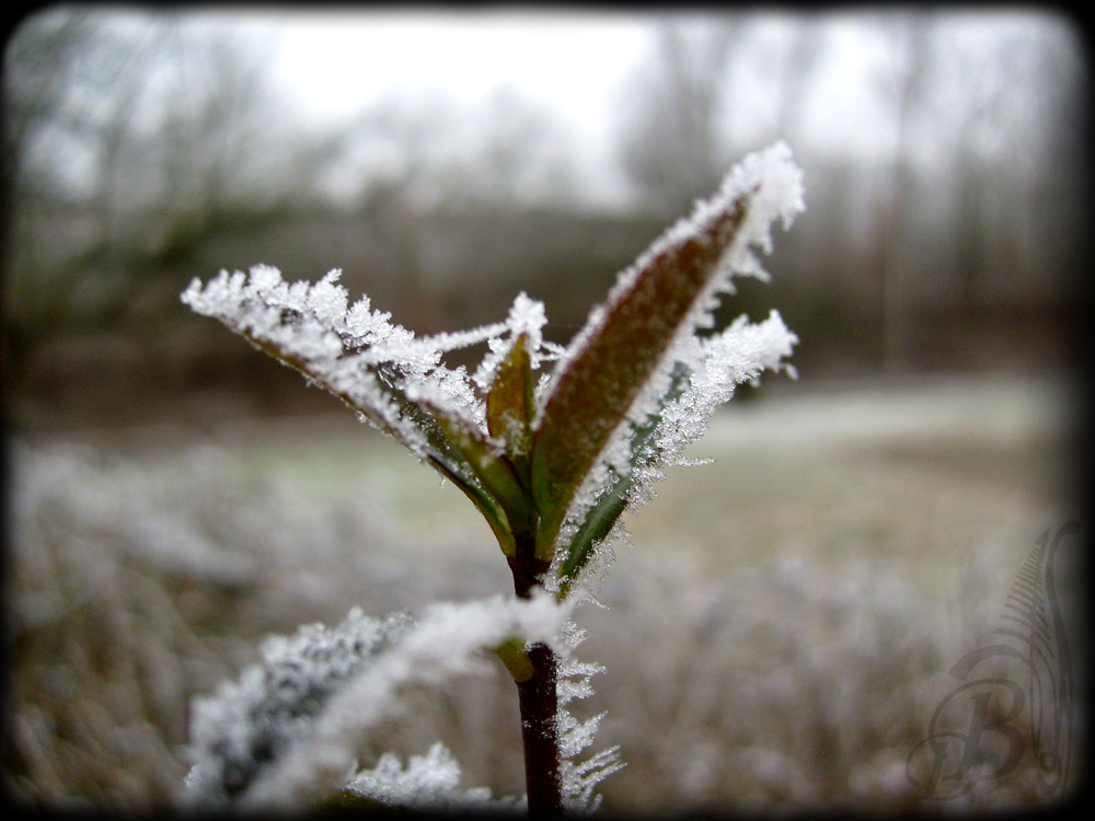 Frozen flower