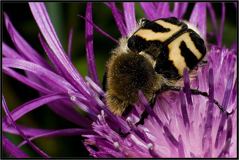 ВОСКОВИК ПОЛОСАТЫЙ (Trichius fasciatus)