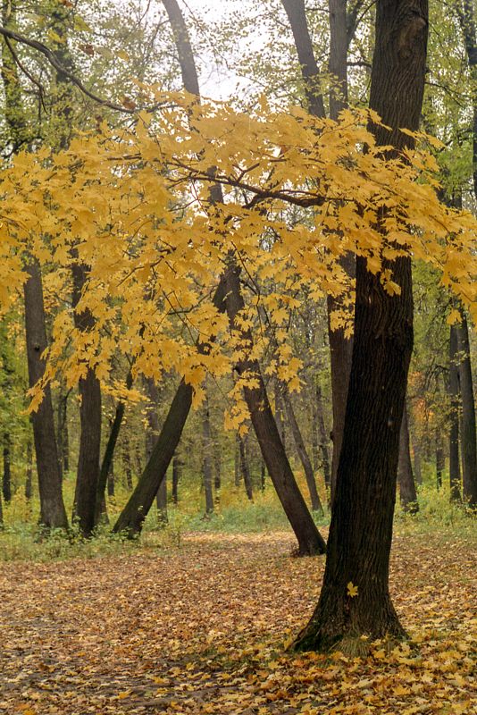 последняя осень