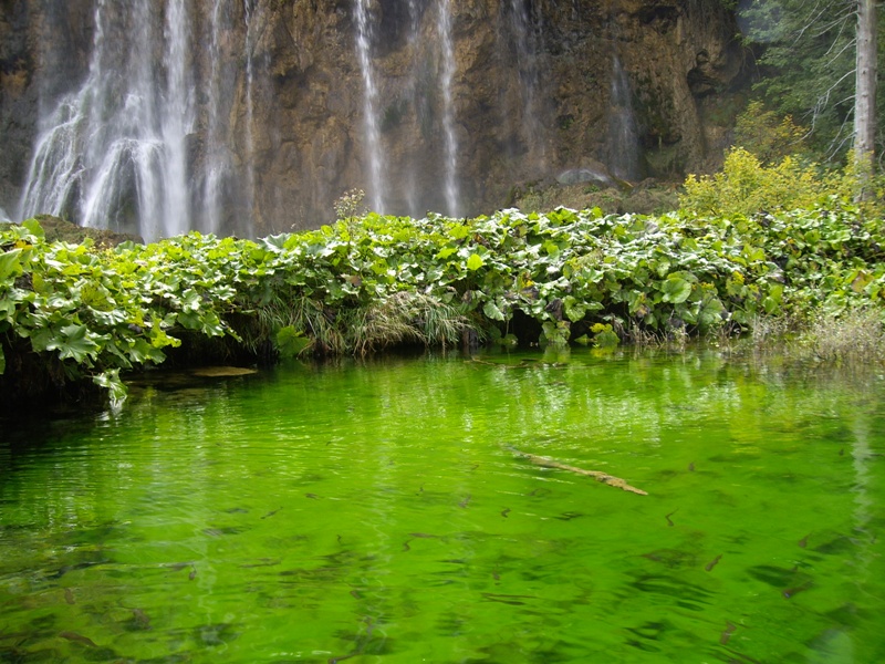 зелёная вода