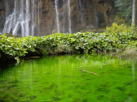 зелёная вода