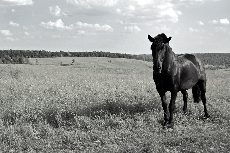 Я сегодня в поле чистом. Равнины с лошадью. Животные Восточно европейской равнины. Восточно-европейские животные. Восточная равнина животные.