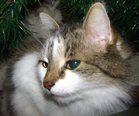 Моя кошка