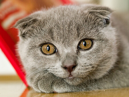 В раздумьях....