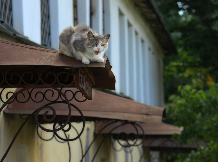 По кота и старый дом