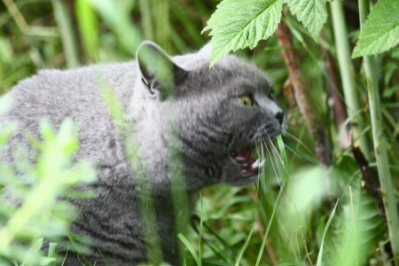 Тима охотничек.