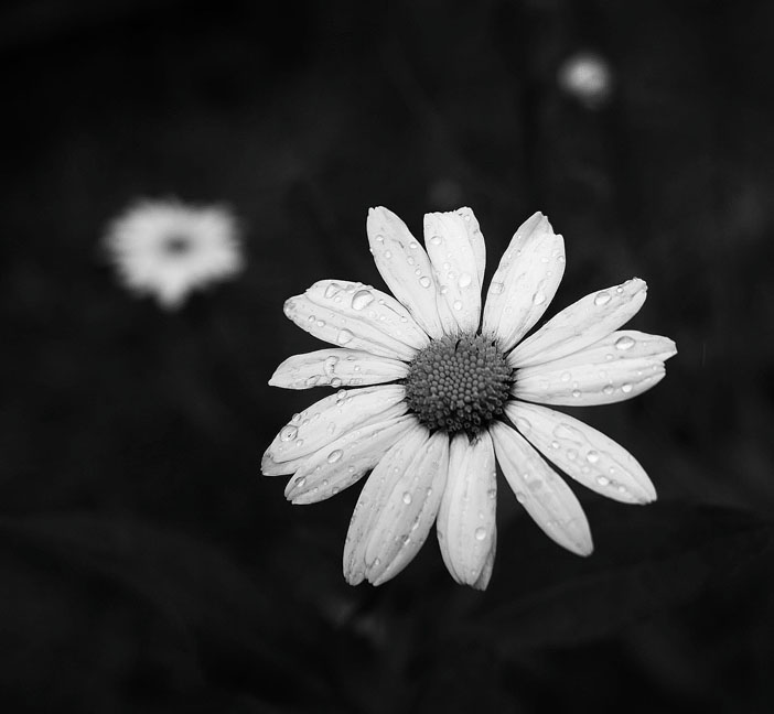 Flower_without_colour