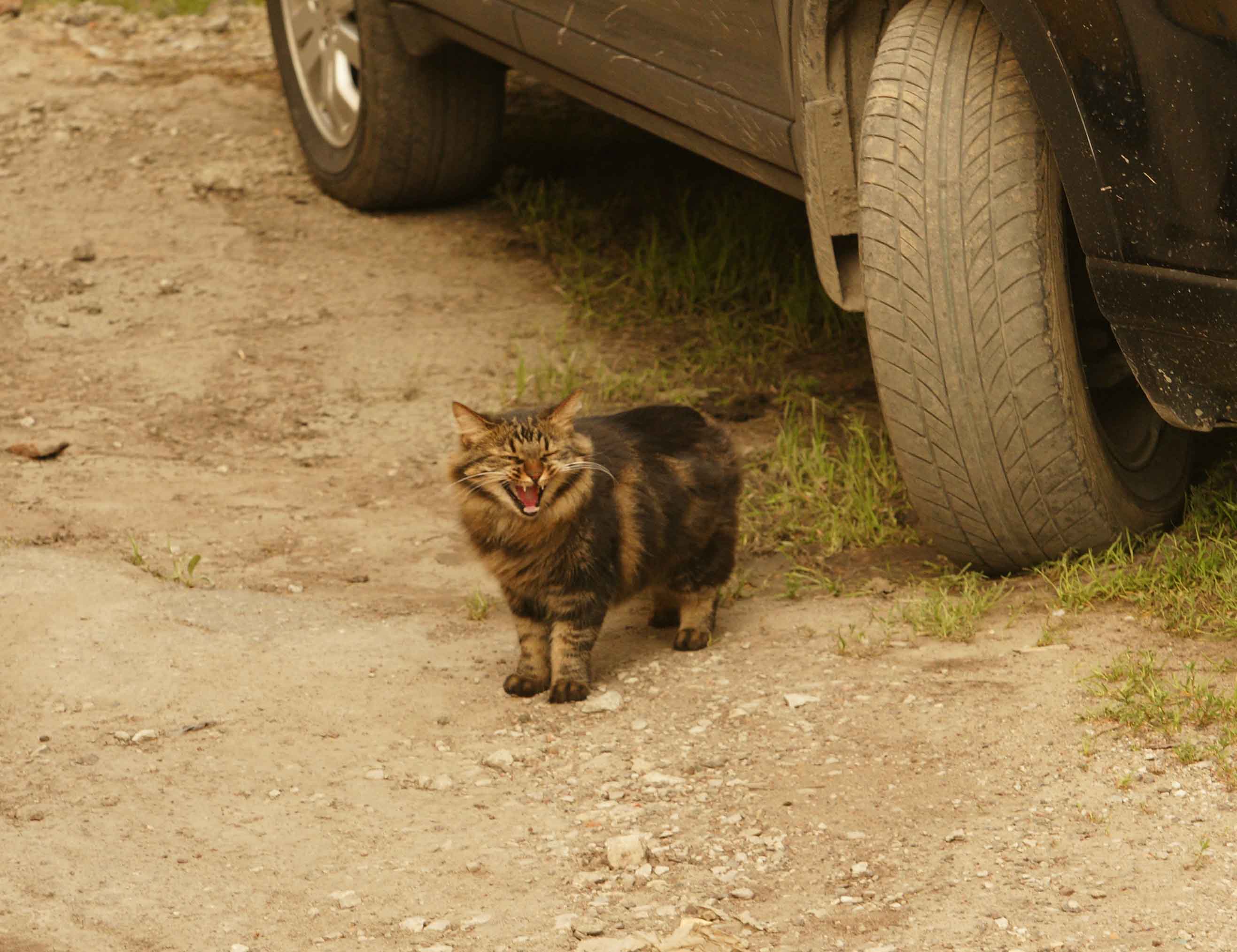 НЕ задавите!!!