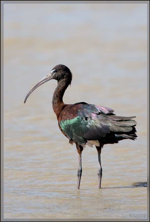 Glossy ibis