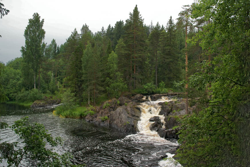 Лесные пароги