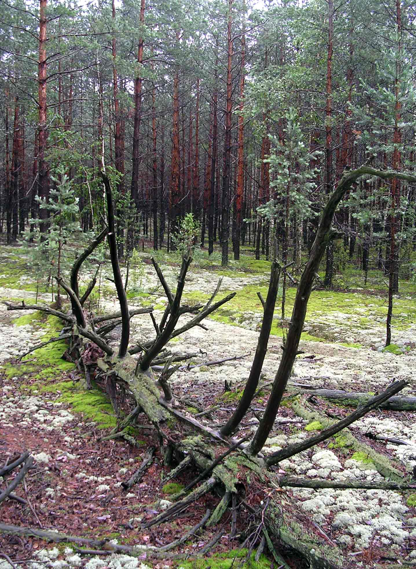 Скелет лесного динозавра