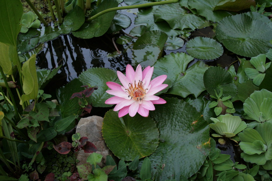 Nymphaea lotus cv.