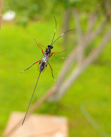 Усы и хвост