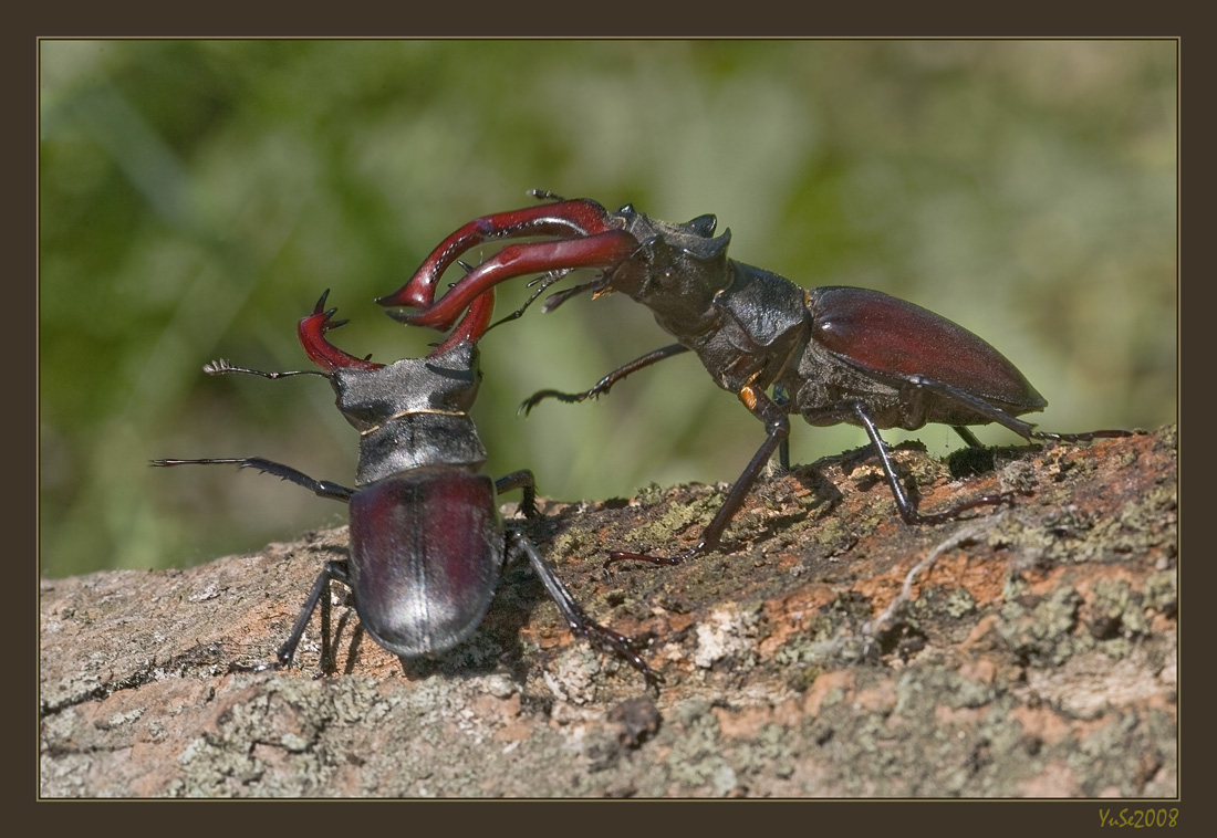 &quot;Ты куда?!&quot; - &quot;А вдруг девченки!&quot; 