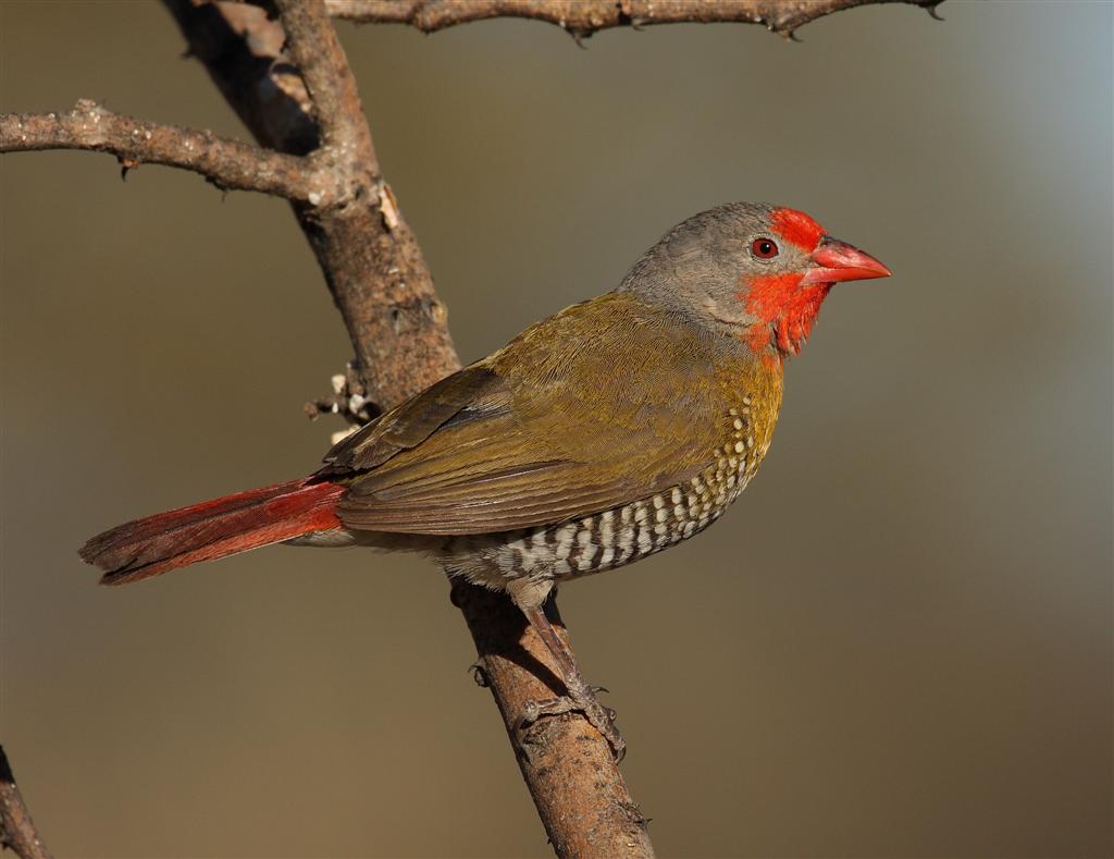 Пестрый астрильд (Pytilia melba)