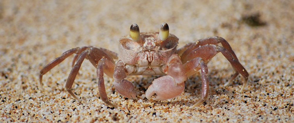 Sand Dweller