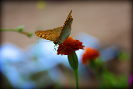 Buterfly