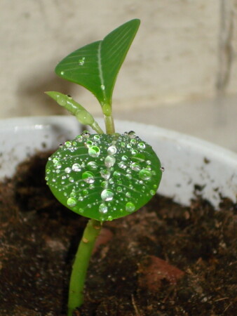 утро,распускайтесь)))