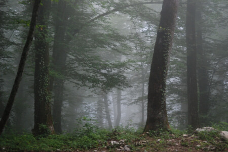Туман в вечернем лесу