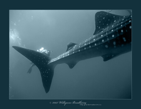 x-shark