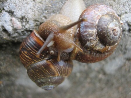 Две улитки :)