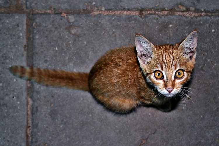 ginger pussy cat