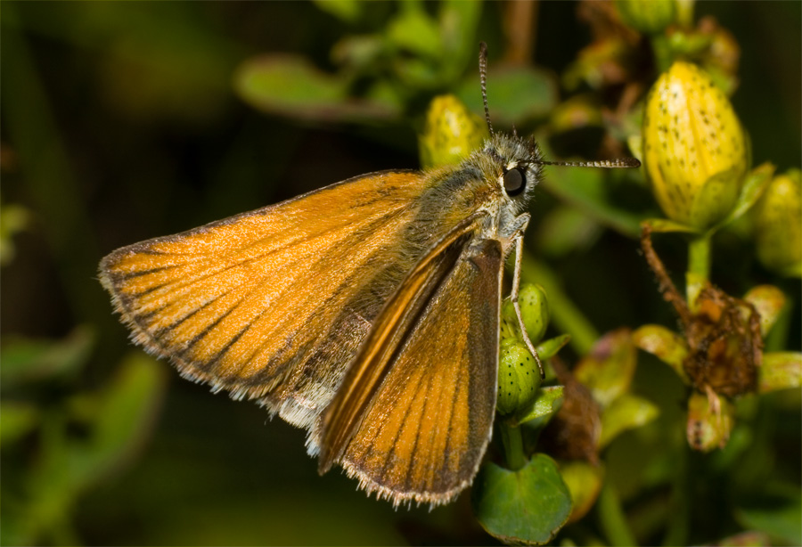 Thymelicus sylvestris