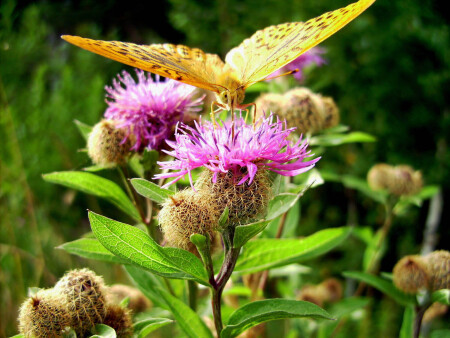 Проголодалась