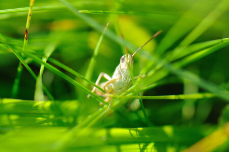 В траве сидел кузнечик...