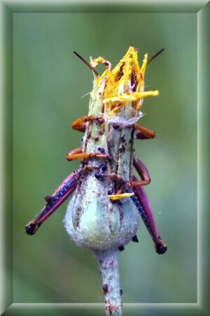 Мой цветочек, не отдам!