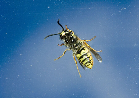 Созвездие Осы