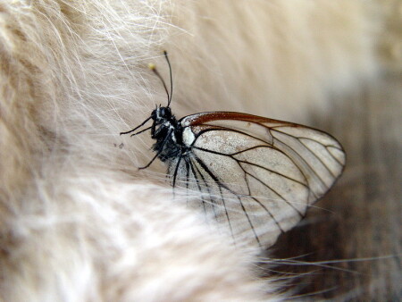 Боярышница в пуху