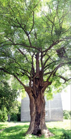 дерево боли