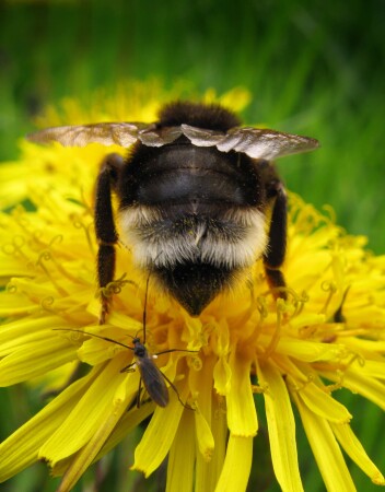 Мне б такую!