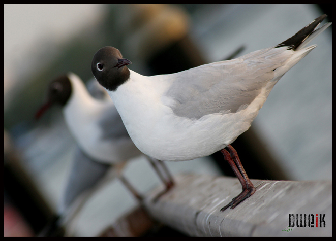 Seagull