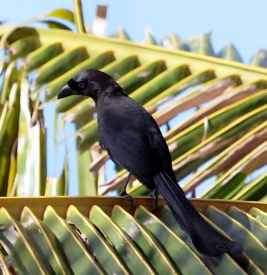 Crypsirina temia (англ. - Racket-tailed Treepie) - ракетохвостая древесная сорока