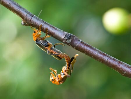 Акробатическая Камасутра.