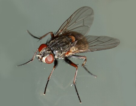 просто мух-2