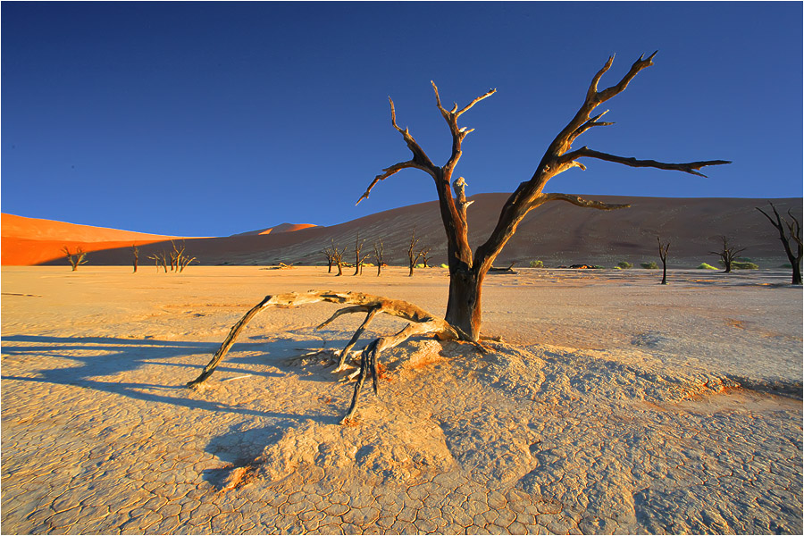 Dead Vlei