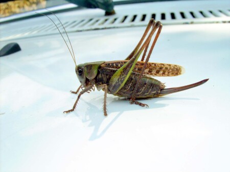 &amp;quot;Как выскочу, как выпрыгну&amp;quot;