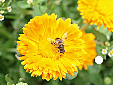 Солнечная пчелка