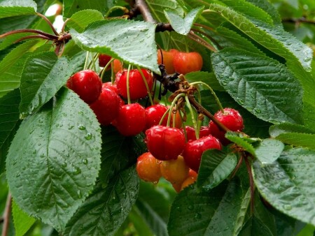 Черешня под дождём