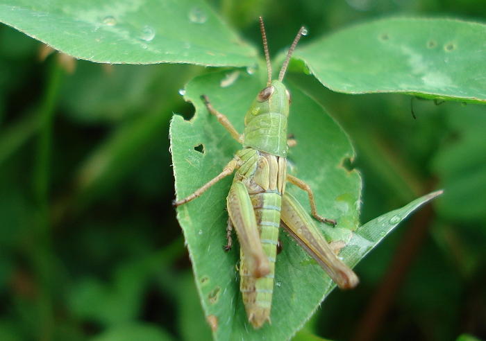 Кузнечик