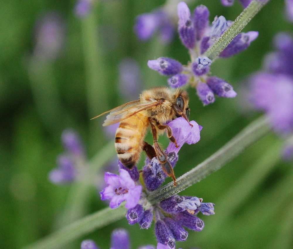 The Bee Hug